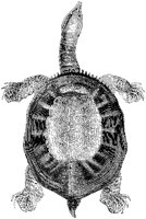 American River Turtle.tif
