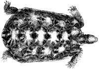 Arachnoid Pyxis Turtle.tif