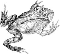 Ceratophris Toad.tif