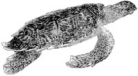 Hawk's-Bill Turtle.tif