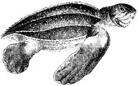Leathery Turtle.tif
