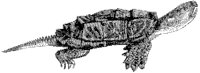 Snapping Turtle.tif