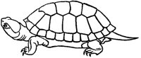 Terrapin Turtle.tif