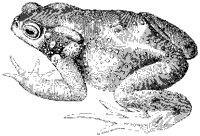 Toad.tif