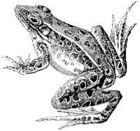 Water Frog.tif