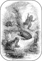 Water Frogs.tif