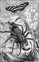 Bird Spider with Prey.tif