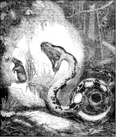 Boa Constrictor with Rabbit.tif