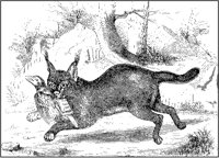 Caracal Catching Bird.tif