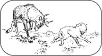 Caribou Attacking Wolf.tif