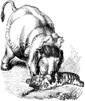 Elephant Attacking Tiger.tif