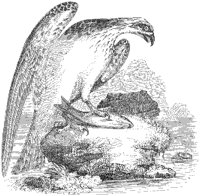 Osprey with Fish.tif