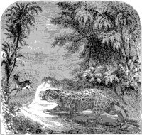 Panther Pursuing Gazelle.tif