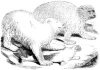 Polar Bears and Seal.tif