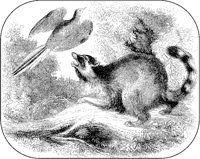 Raccoon and Bird.tif