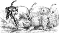 Rhinoceros Attacking Elephants.tif