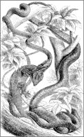 Snake with Lizard.tif