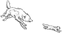 Wolf Pursuing Cat.tif