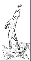 Wolf Snapping at Insect.tif