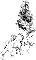 Wolf with Caught Bird.tif
