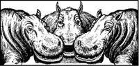 Hippo Triumvirate.tif