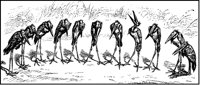 Stork Parliament.tif
