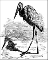 Stork with Peg Leg.tif