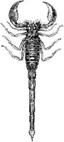 African Scorpion.tif