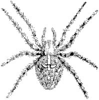 Cross Spider.tif