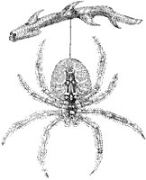 Garden Spider.tif
