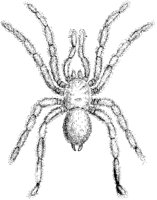 Mygdale Hentzii Spider.tif