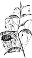 Spiders and Nest on Plant.tif