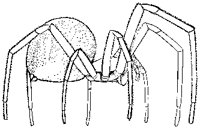 Theridion Spider.tif