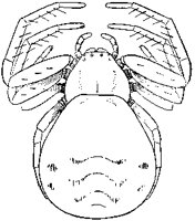 Thomisus Spider.tif