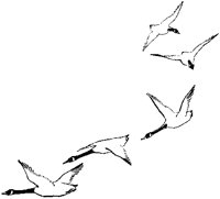 Wild Geese Flying.tif