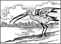 Curlew.tif