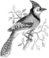 American Blue Jay.tif