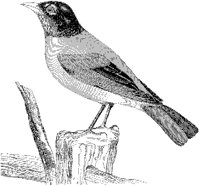 American Robin.tif