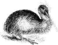 Apteryx.tif
