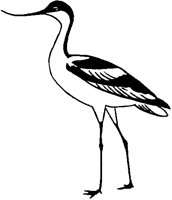 Avocet.tif
