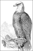 Bald Eagle.tif