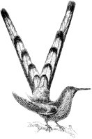 Bar-Tailed Hummingbird.tif