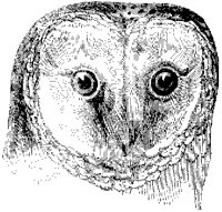 Barn Owl Head.tif