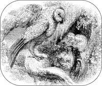 Barn Owls.tif