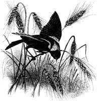 Bird and Grain.tif