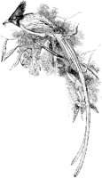 Bird of Paradise.tif