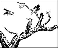 Birds and Branch.tif