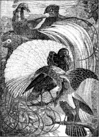 Birds of Paradise.tif