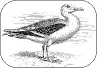 Black-Backed Gull.tif