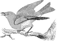 Bluebird 1.tif